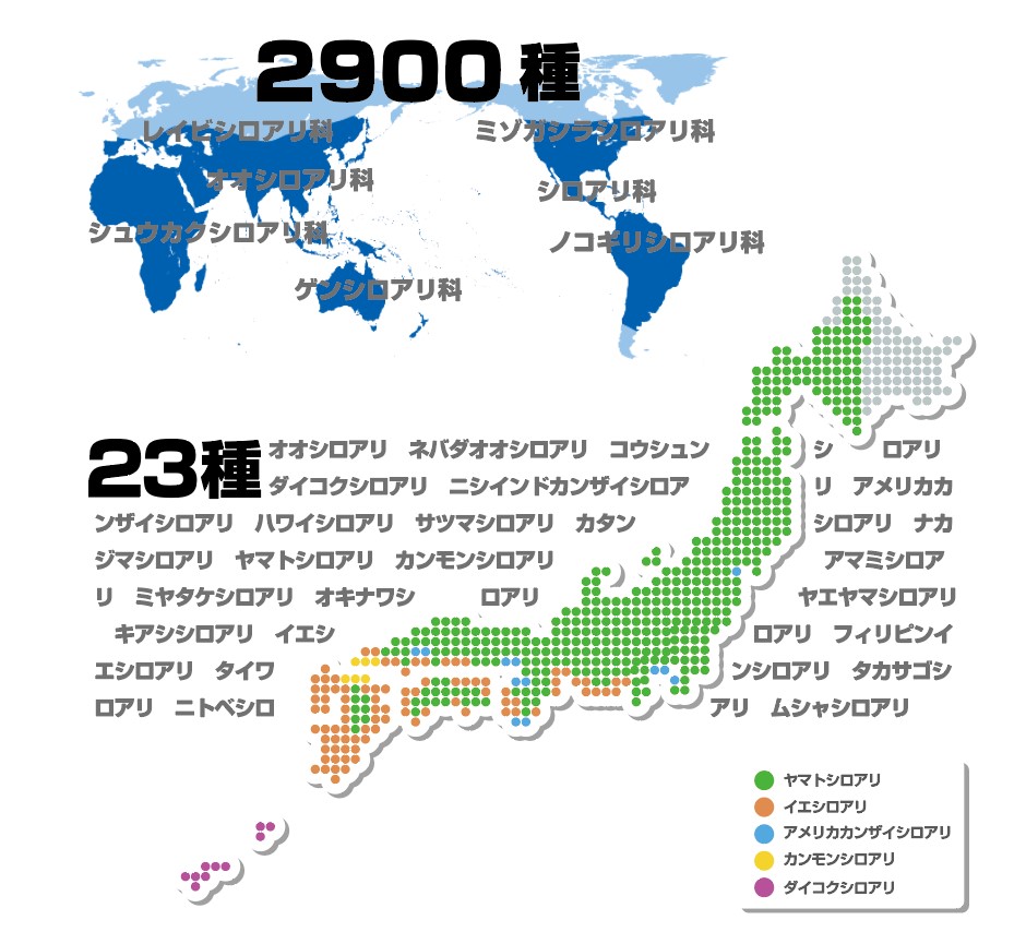 世界に生息するシロアリ