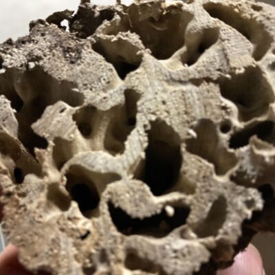 観葉植物に発生した蟻害