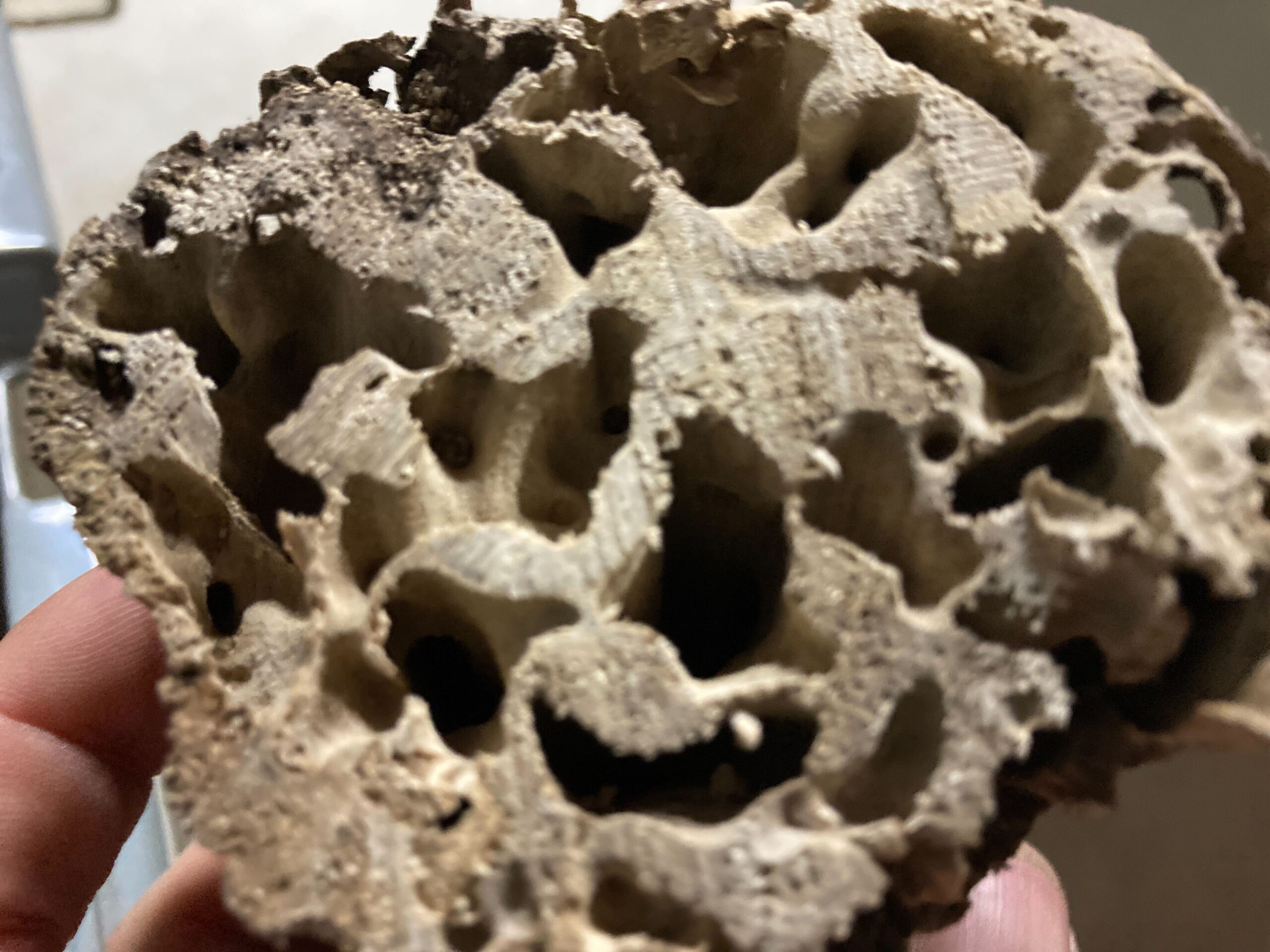 観葉植物に発生した蟻害