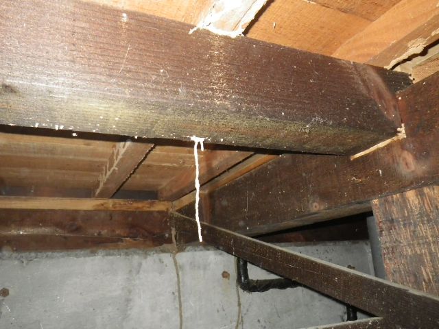 大引きから下に蟻道が伸びる