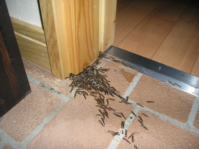 木枠より群飛
