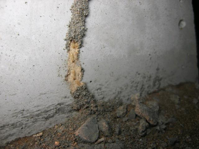 基礎を登る蟻道