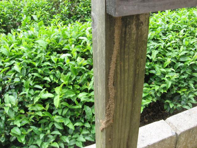 木柵 柱に蟻道