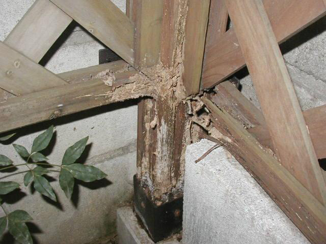 ラティス柱に蟻道・食害