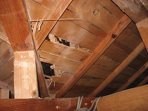 イエシロアリ屋根裏被害