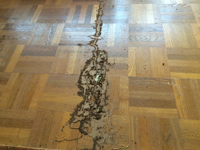 フローリング被害
