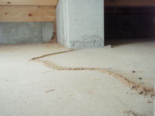 ベタ基礎被害 蟻道