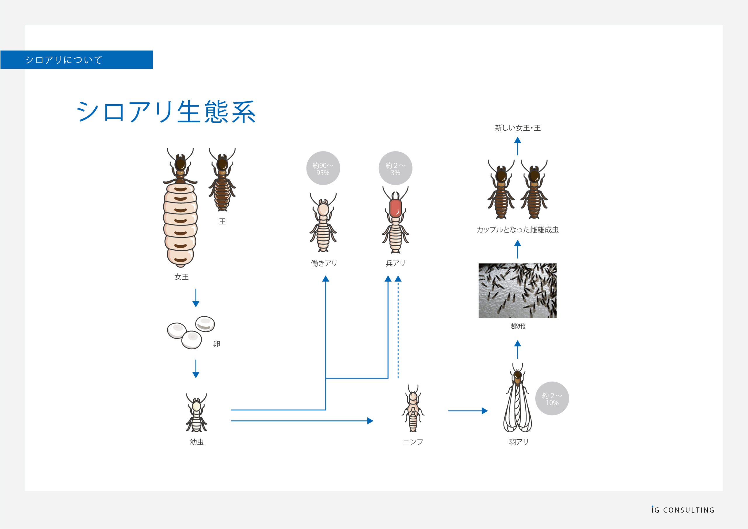 シロアリ生態系