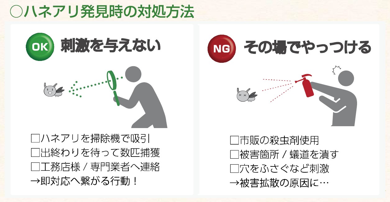 ハネアリ発見時の対処法