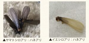 ハネアリ