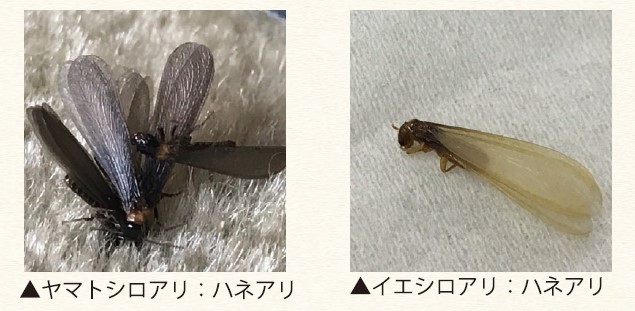 ハネアリ