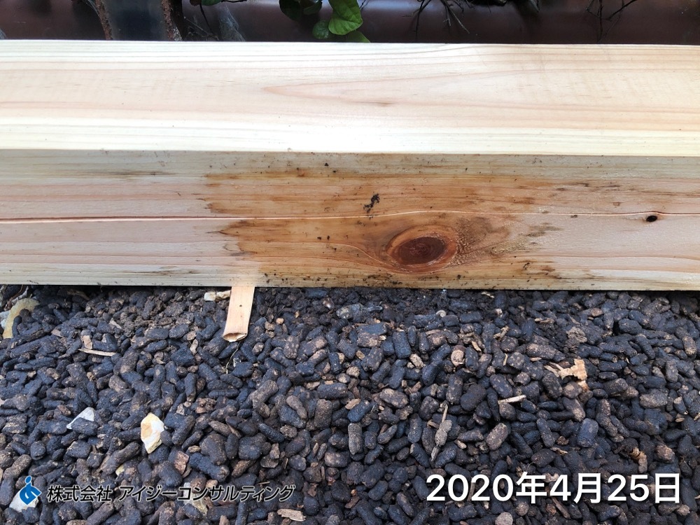 桧材実験 ひと月後
