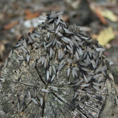 シロアリの成虫と幼虫