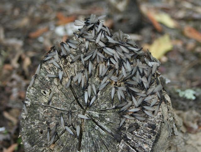 シロアリの成虫と幼虫