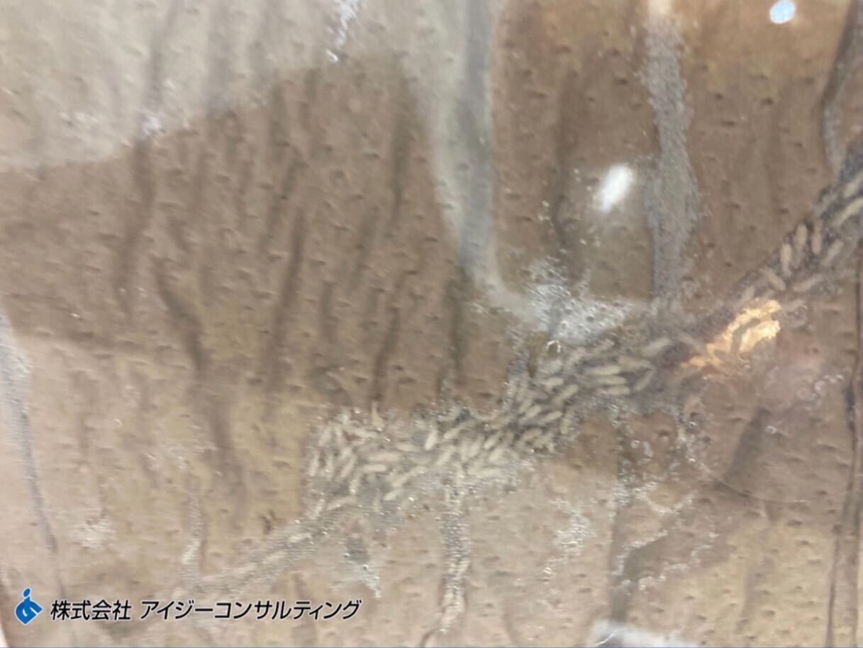 飼育の開始