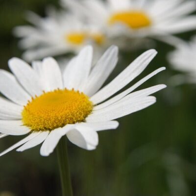 除虫菊